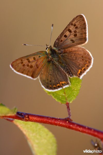 Bruine vuurvlinder