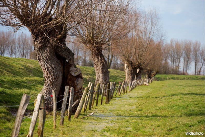Knotwilgen op een rij