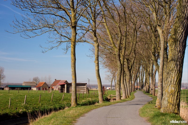 Bomenrijen langs een kronkelend wegje