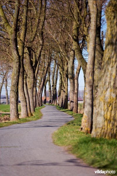 Bomenrijen langs een kronkelend wegje