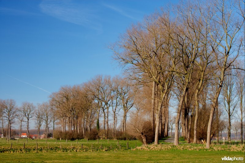 Populierenrijen langs de Krinkeldijk