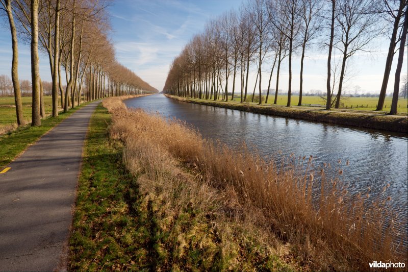 Rietkraag langs de Damse vaart