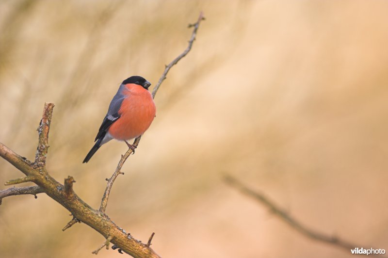 Mannetje Goudvink