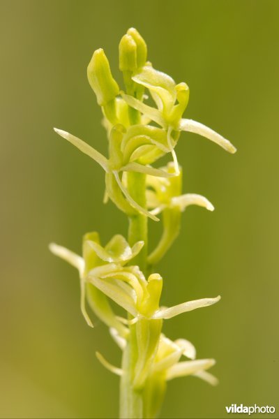 Groenknolorchis