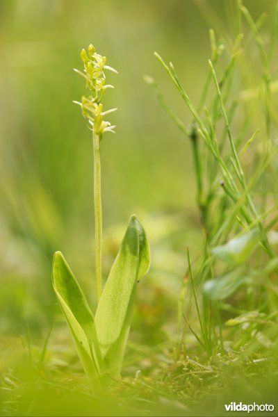Groenknolorchis