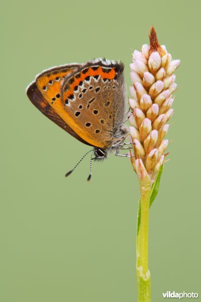 Blauwe vuurvlinder op waardplant