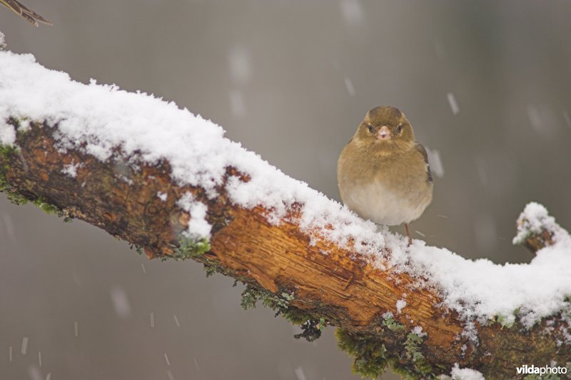 Vrouwtje vink in de sneeuw