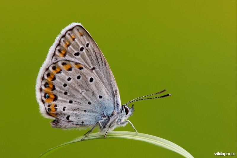 Kroonkruidblauwtje