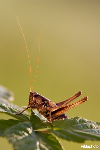 Bramensprinkhaan