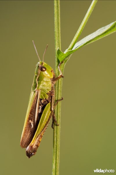 Zoemertje