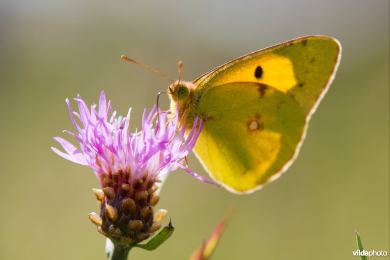 Vlinder in tegenlicht