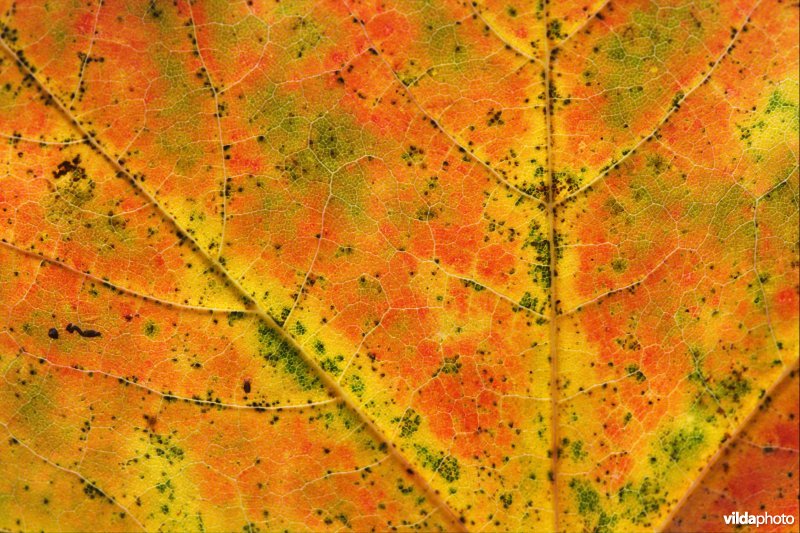 Herfstblad