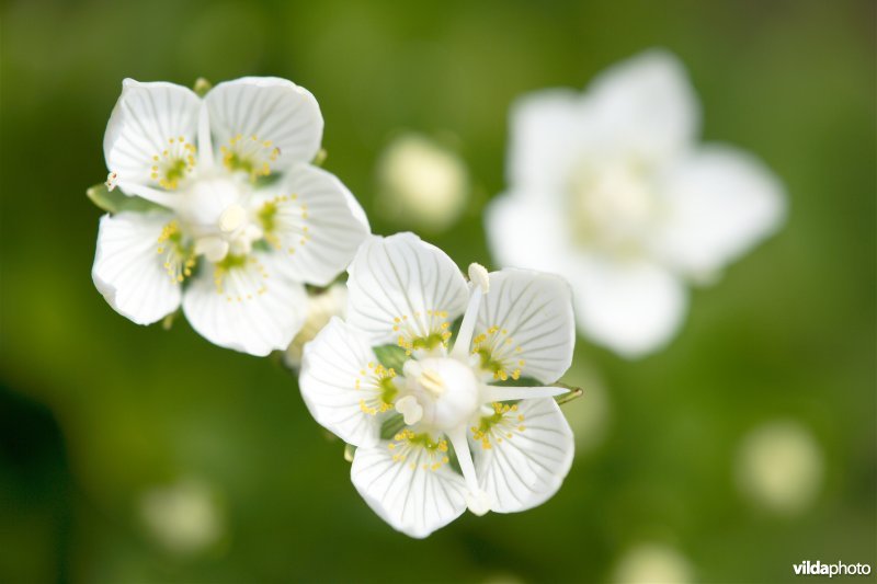 Parnassia