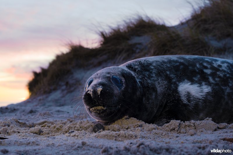 Jonge Grijze zeehond