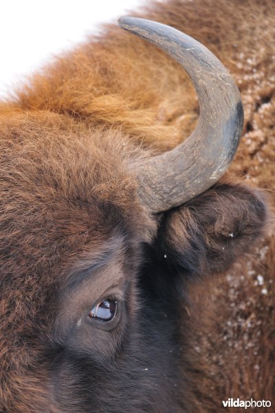 Wisent