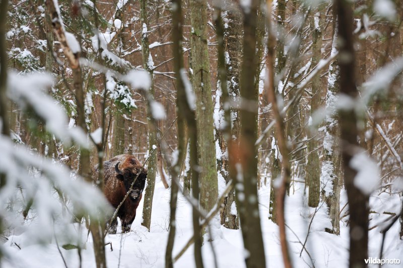 Wisent