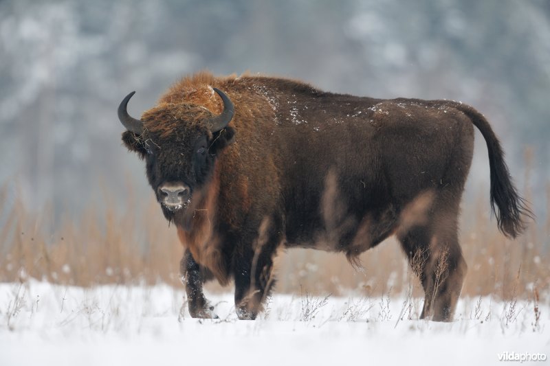 Wisent