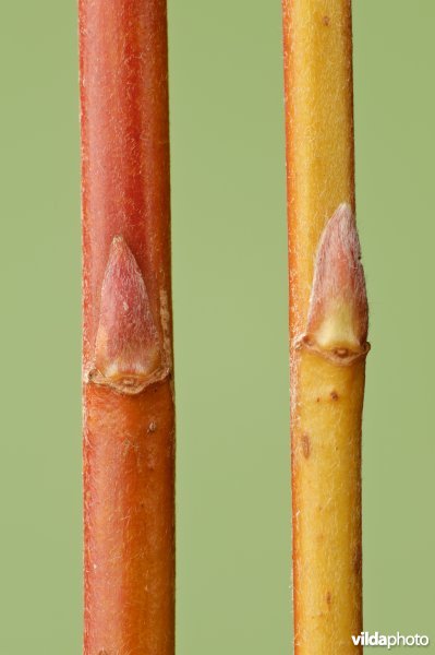 Twijgen met knoppen van Boswilg