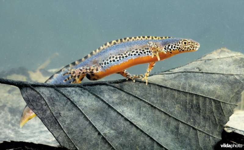 Alpenwatersalamander