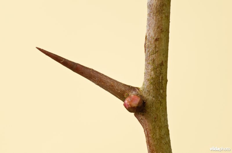 Doorn en knop van Meidoorn