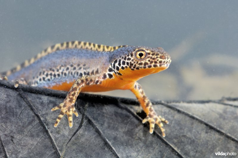 Alpenwatersalamander