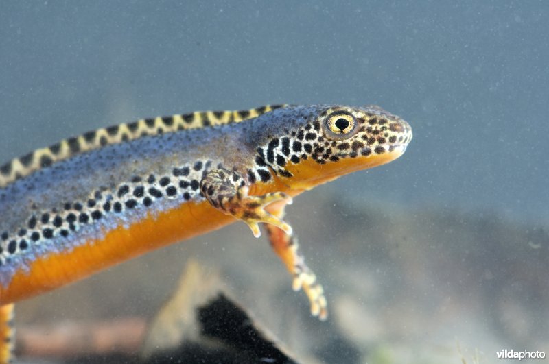 Alpenwatersalamander