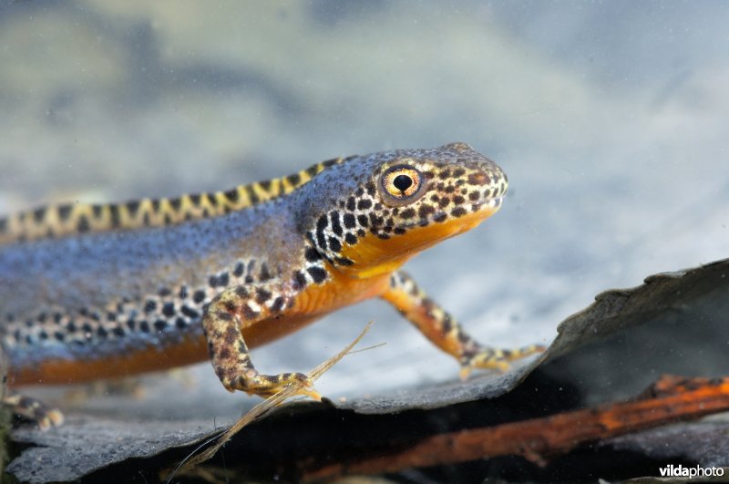 Alpenwatersalamander