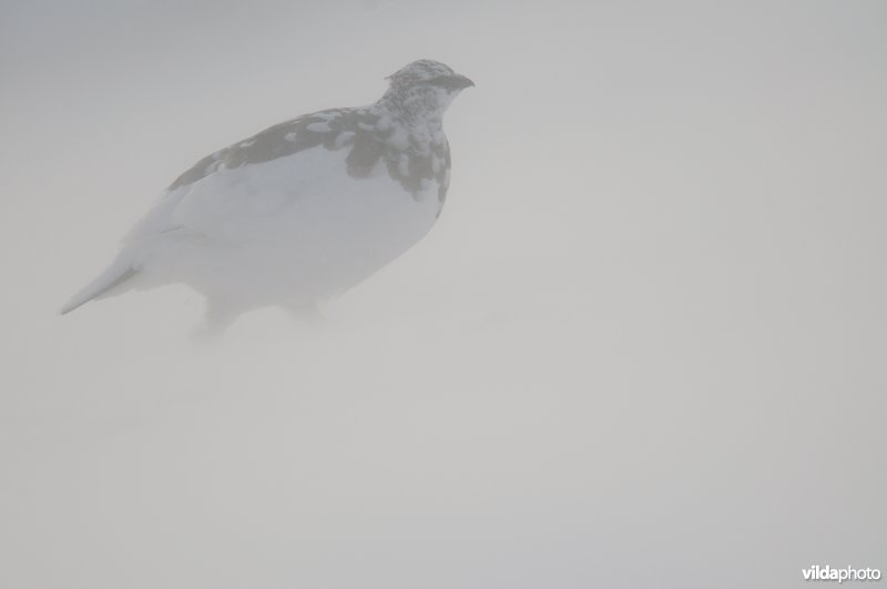 Alpensneeuwhoen