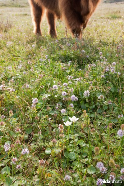 Parnassia, Watermunt en Hooglander