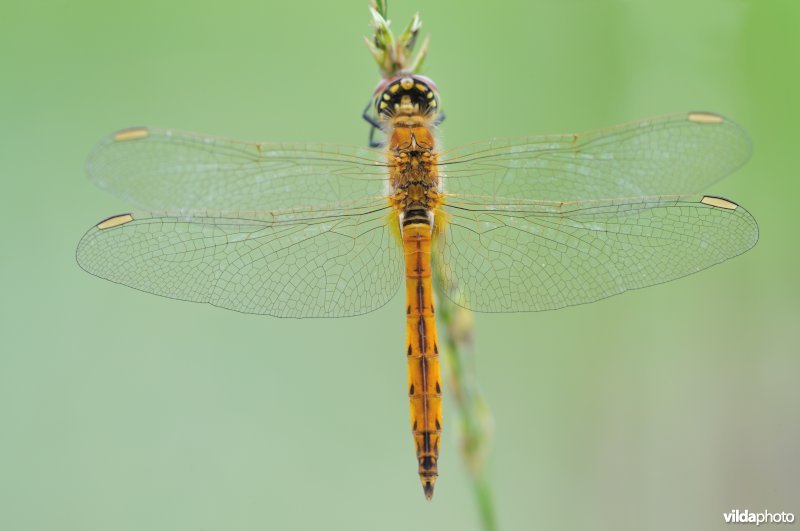 Kempense heidelibel