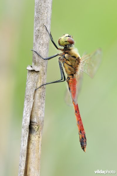 Kempense heidelibel