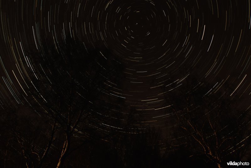 Berken bij nacht