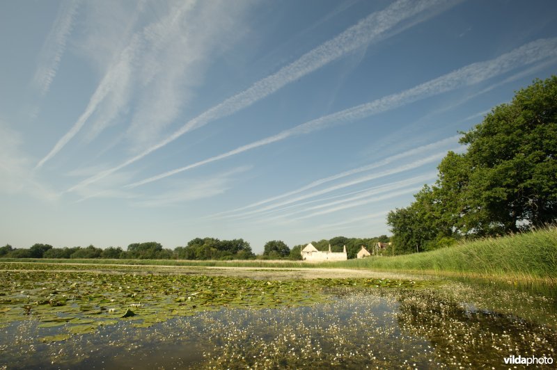 Grote waterranonkel