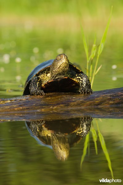 Portret van een moerasschildpad