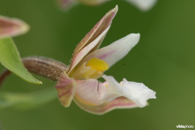 Bloem van Moeraswespenorchis