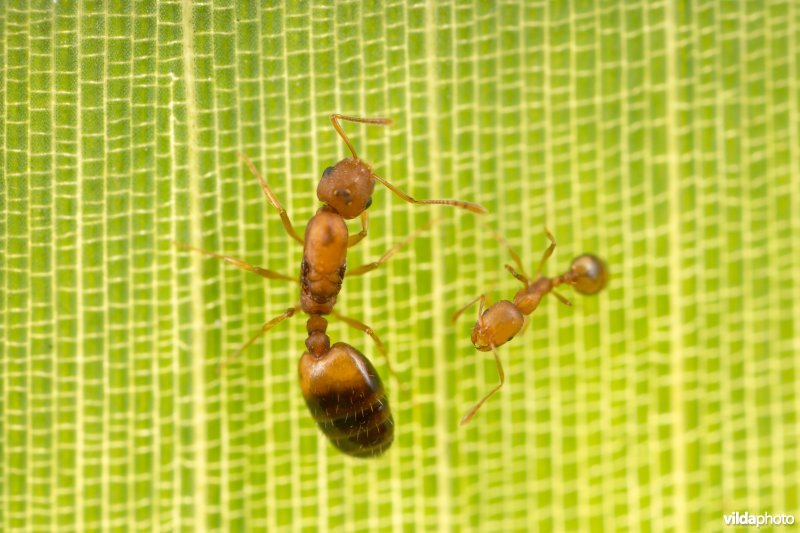 Koningin met werkster