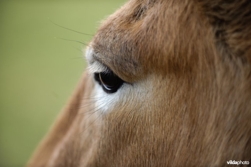 Close-up van Przewalskipaard