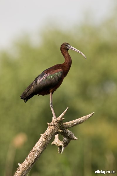Zwarte ibis