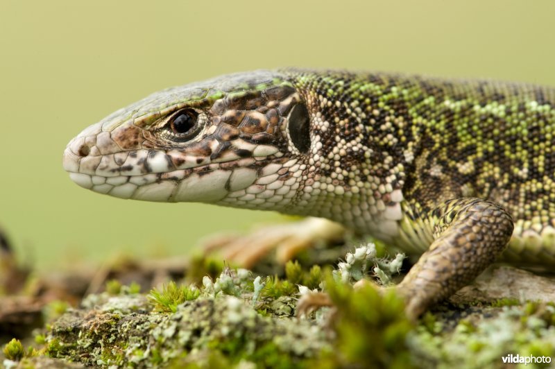 Groen mannetje zandhagedis in paartijd