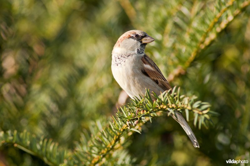 Een huismus in een taxusboom