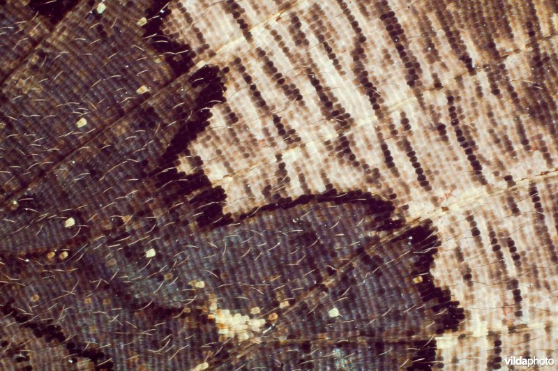 Vleugel van heivlinder