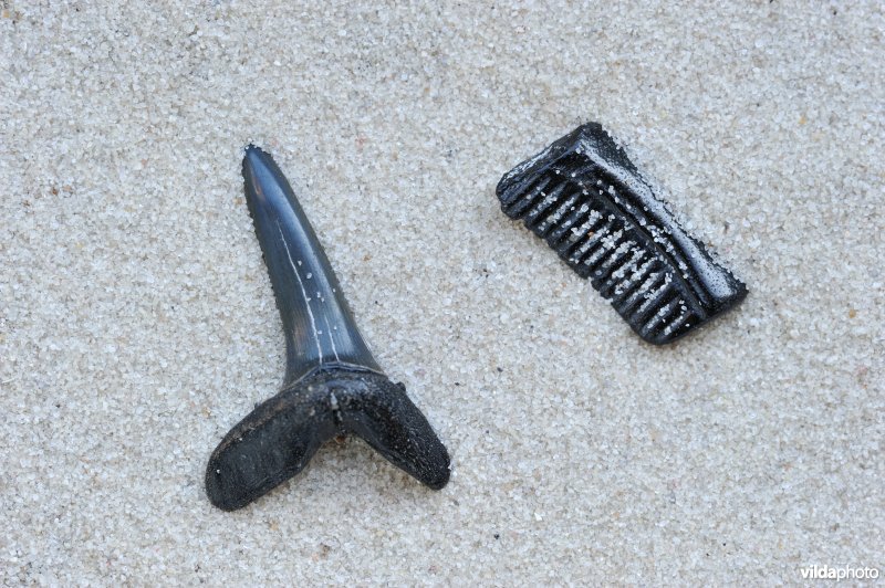 Fossiele haaien- en roggentand