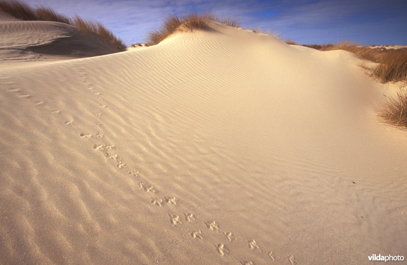 Zandsporen in de duinen