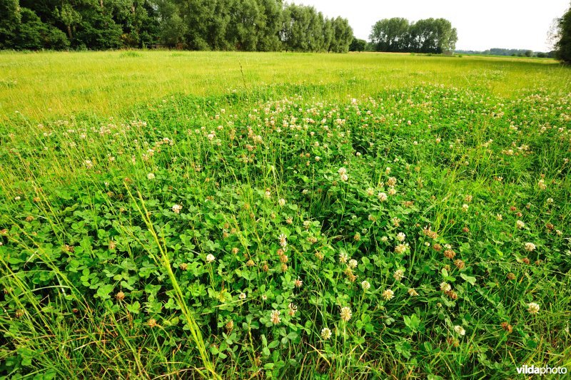 Raaigrasland met Witte klaver