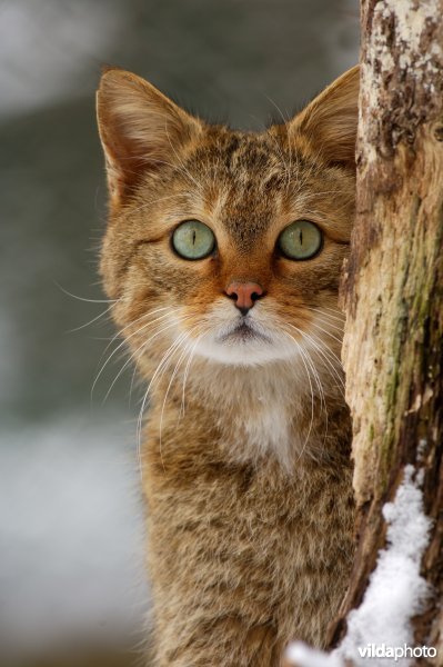 Wilde kat