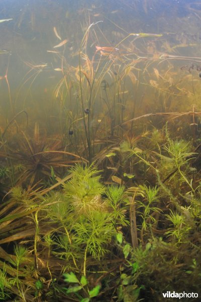 Onder het wateroppervlak van mijn tuinvijver