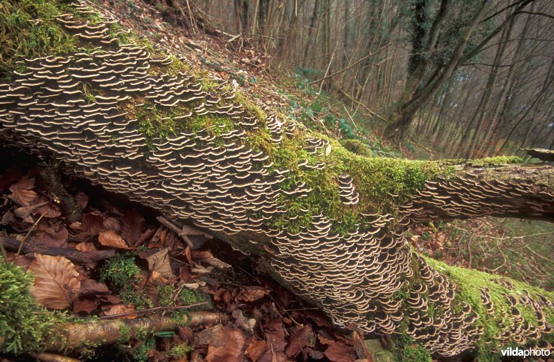 Elfenbankje