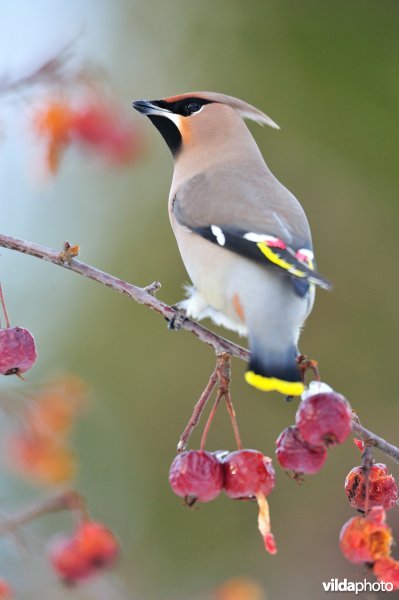 Pestvogel