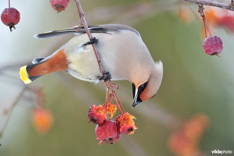 Pestvogel eet besjes