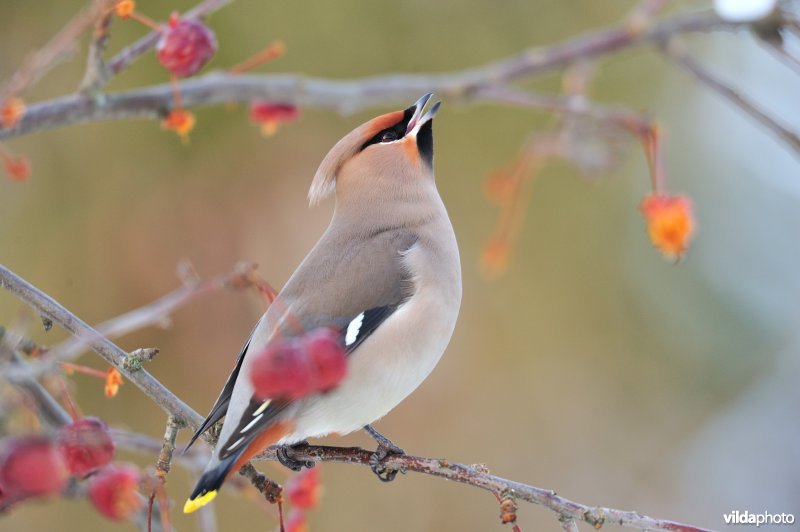 Pestvogel